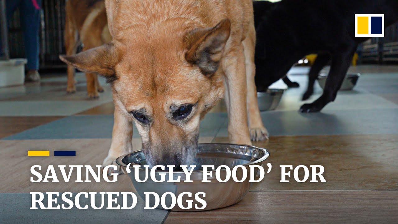 Food waste ‘upcycled’ as rescued dogs’ pet food