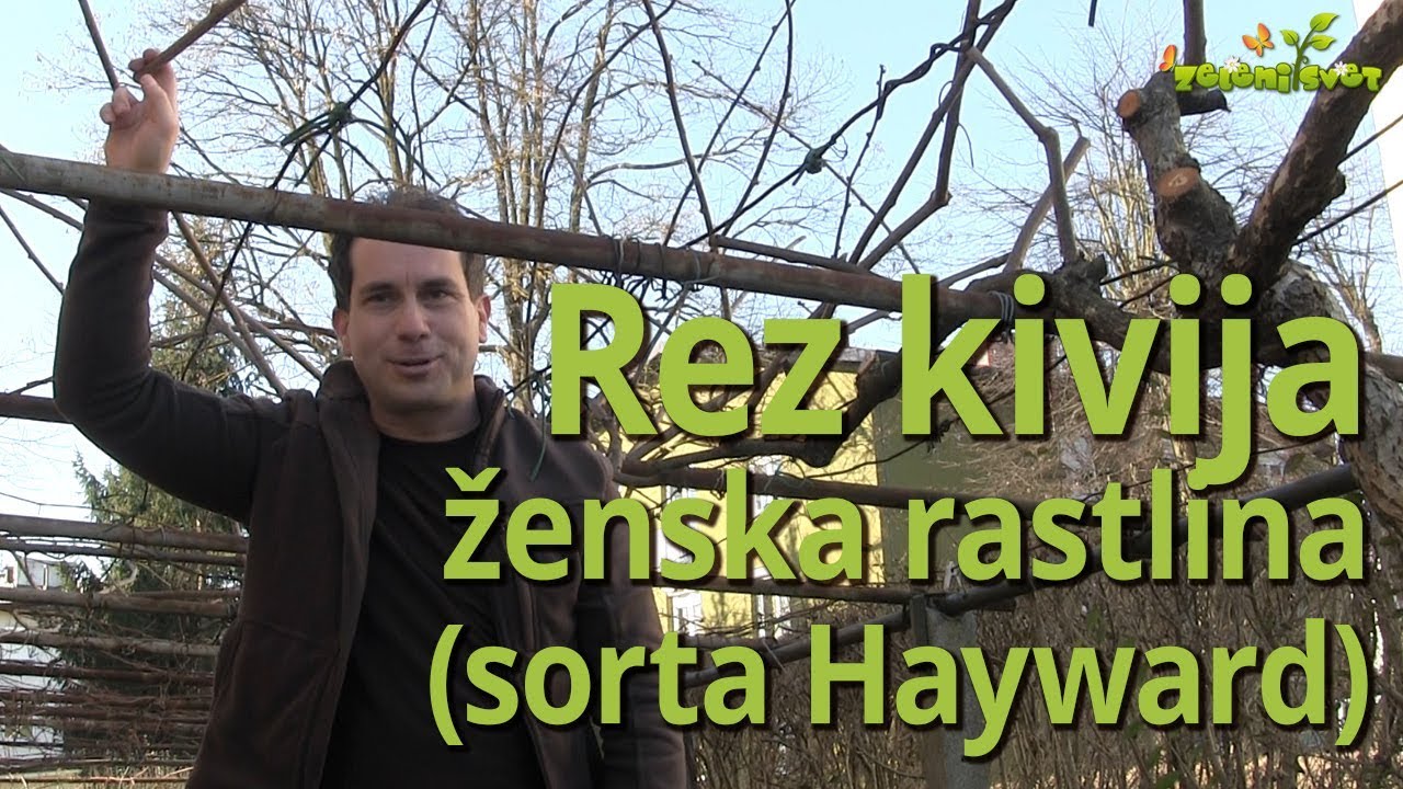 Rez kivija, ženska rastlina #kivi #rez