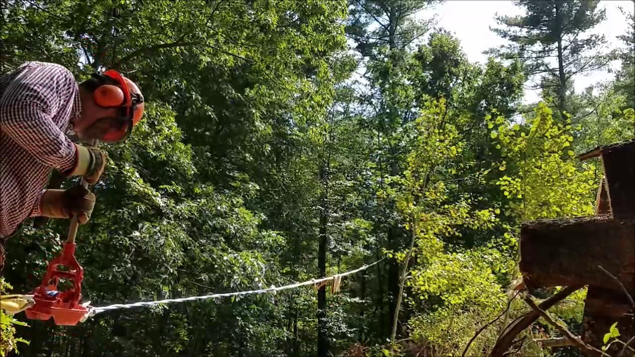 Taking down a big pine tree, with a more power puller and wedges and a chainsaw