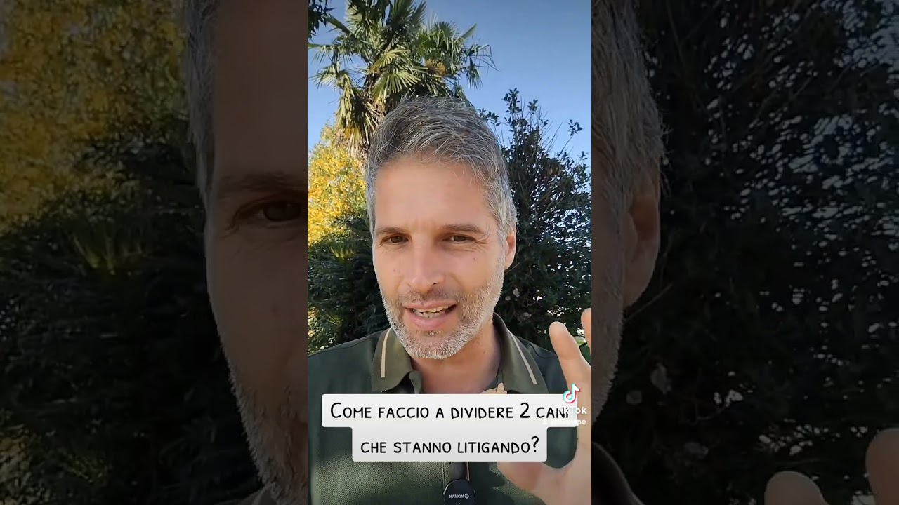 come dividere 2 cani che litigano