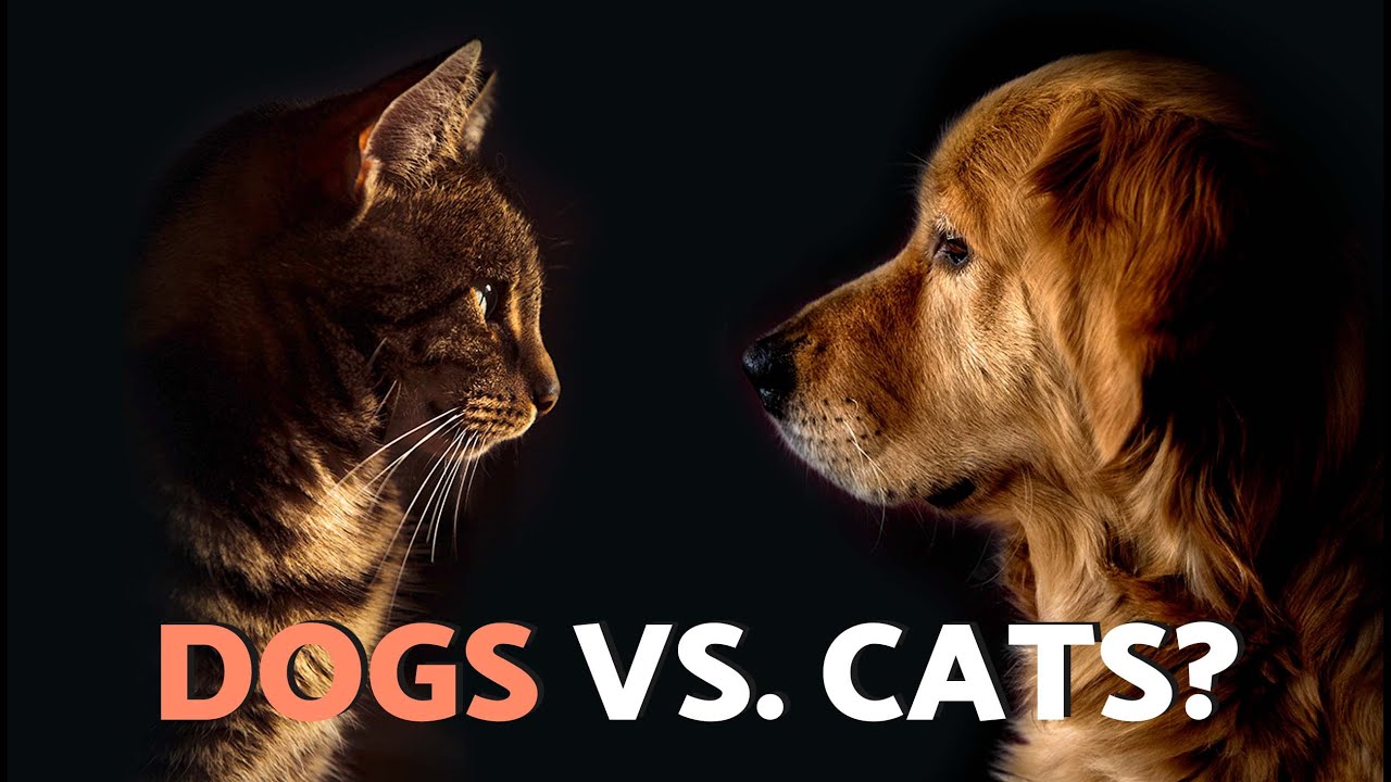 We Tell You the REASON Why DOGS and CATS DON'T Get Along! 🐈🐶 True or False?