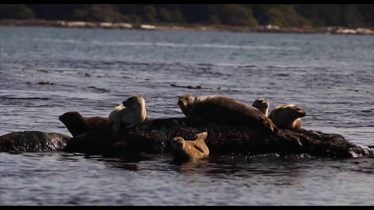 Vancouver Island  Canada Full HD,1080p