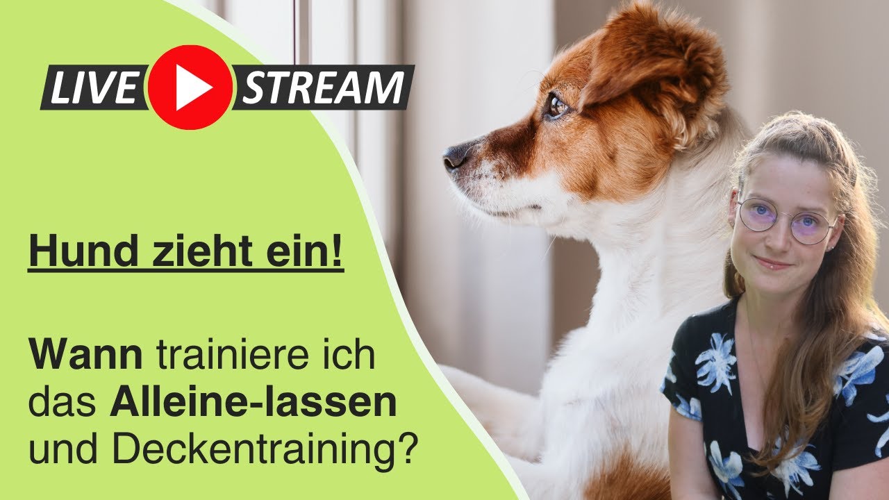 Hund zieht ein! Wann trainiere ich das alleine lassen? PfotenPause