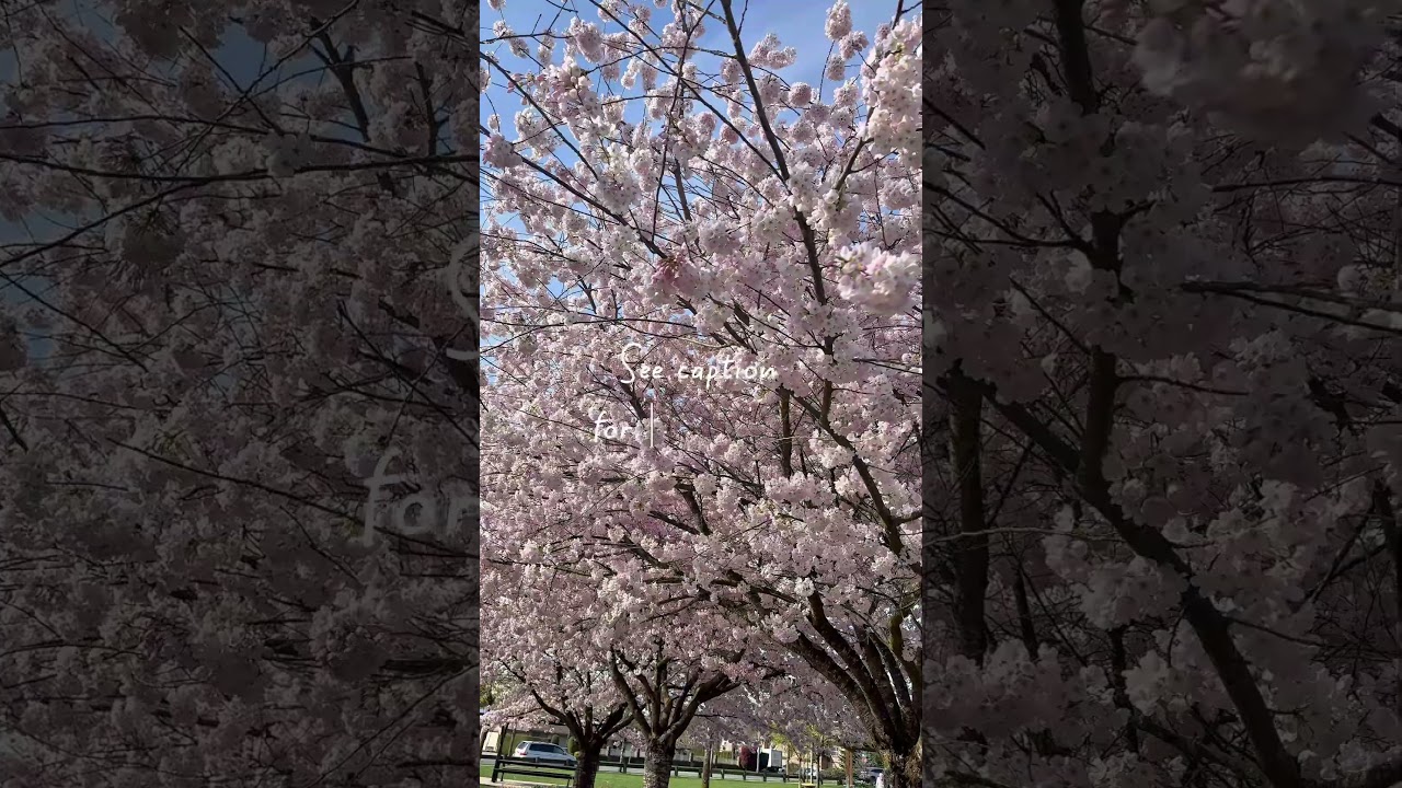 Currently blooming Cherry Blossoms- Francis Park in Surrey, BC #angielowis #cherryblossoms
