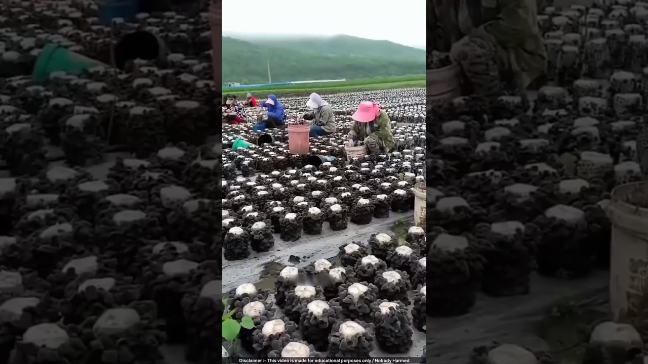 This EASY Mushroom Farm Makes Money in Just 10 DAYS! 💰🍄