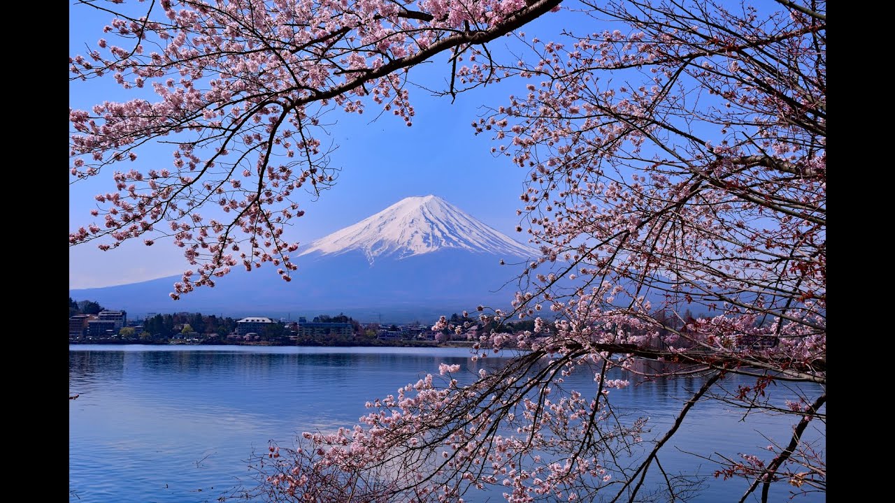春を想う（４Ｋ）＃Thinking of spring#富士山#Mt Fuji＃梅の花＃桜＃茶畑＃棚田＃芝桜＃忍野村＃水田＃北アルプス＃Plum blossom＃cherry blossoms＃白馬村
