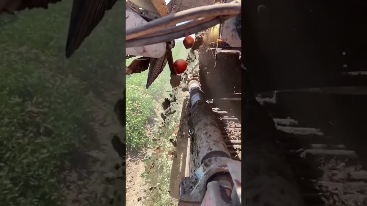 🔥 Automatic Tomato Separation Machine in Action | Smart Farming Innovation 🍅