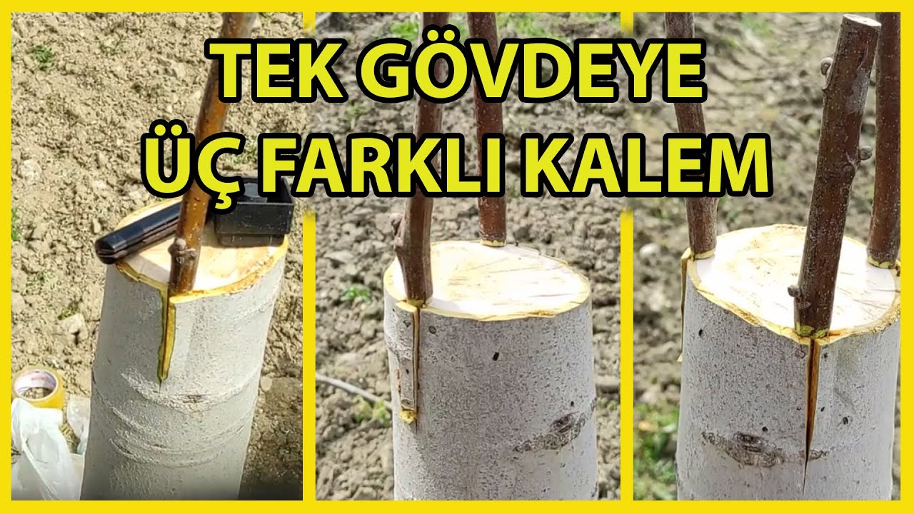 Cevize Kalem Aşı Nasıl Yapılır?
