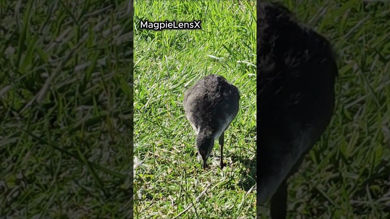 Coot Young 4K Fulica atra Łyska  Europe #bird #magpielensx #duck