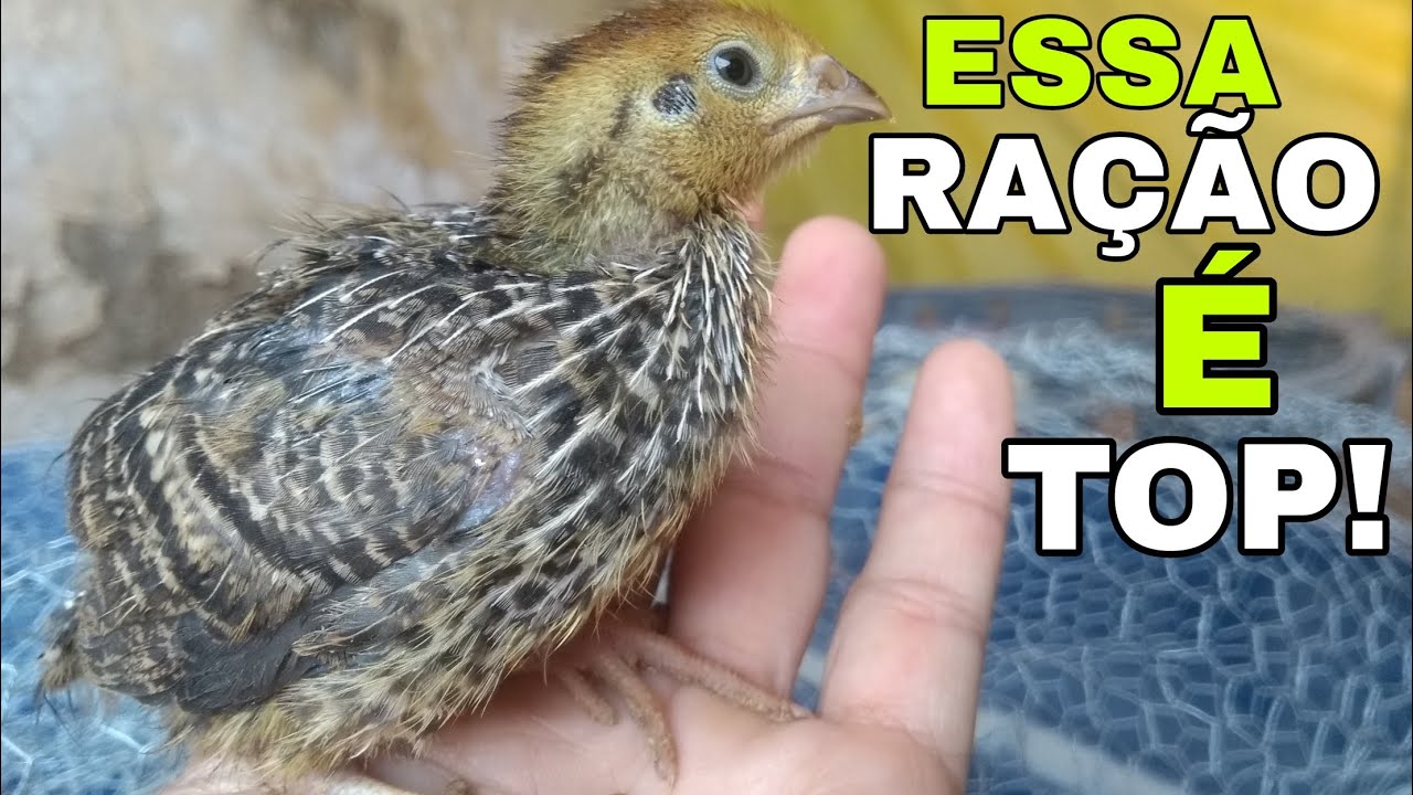 MELHOR RAÇÃO PARA FILHOTES DE CODORNAS!