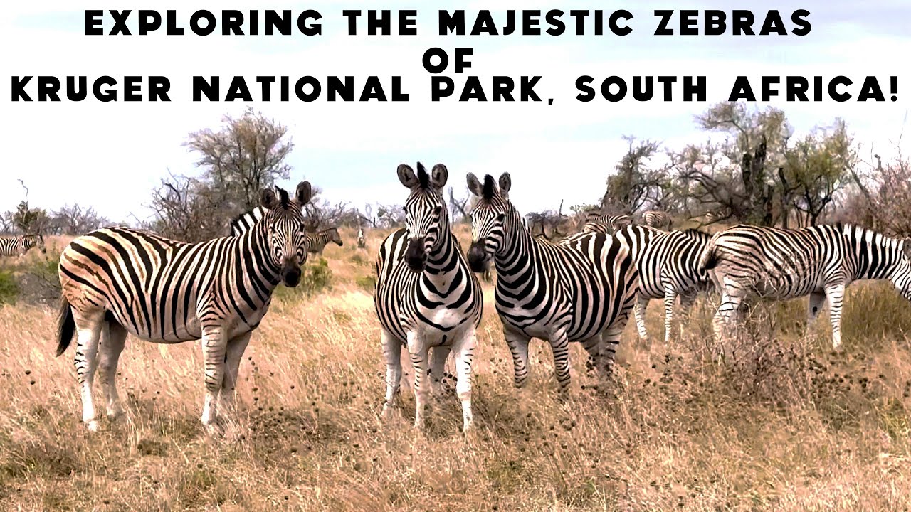 Exploring the Majestic Zebras of Kruger National Park, South Africa!