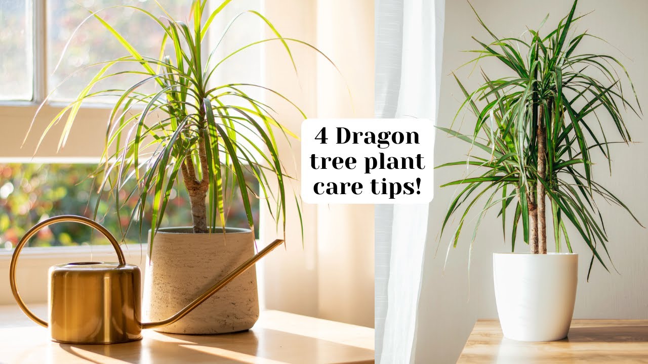 4 Tips for a healthy, thriving dragon tree (dracaena marginata)