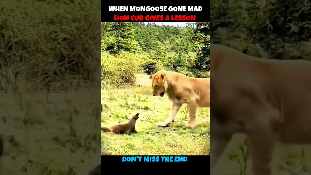 Lion Cub V/S Mongoose #viralshorts #viralytshorts #shorts #animalshorts #ytshorts #wildlife #lion