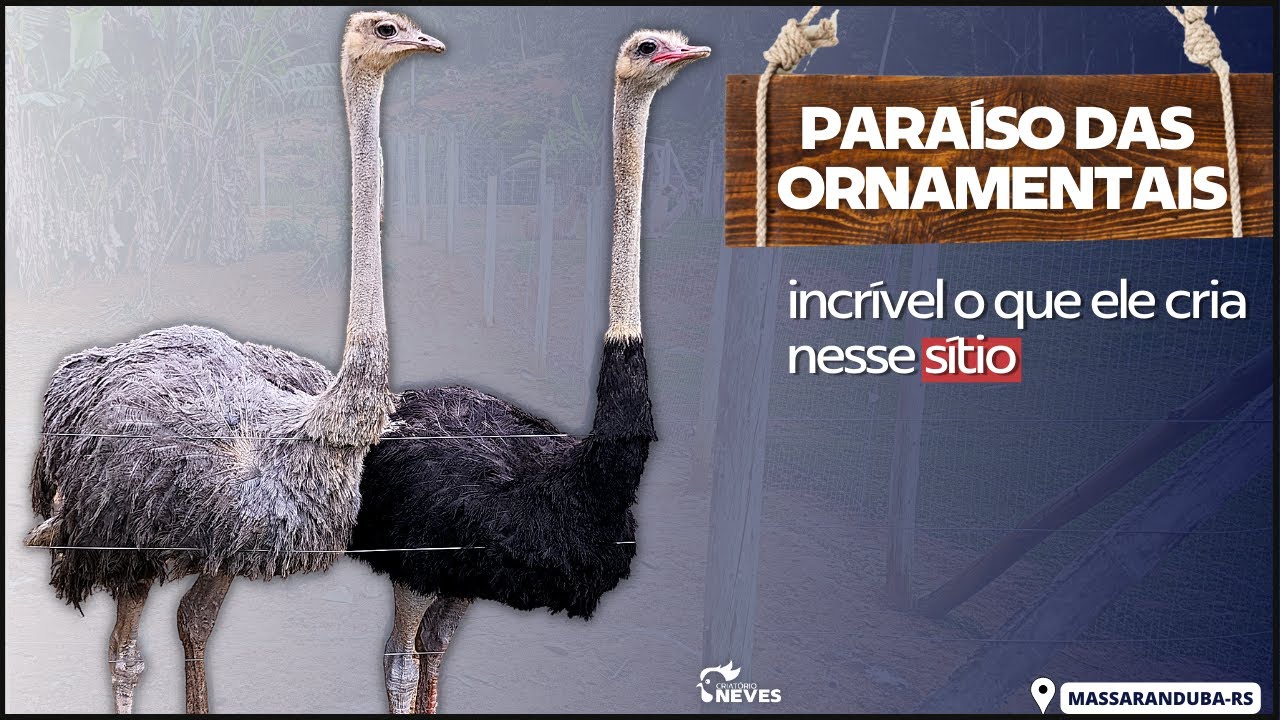 PARAÍSO DAS ORNAMENTAIS: IMPRESSIONANTE como ele possui todos esse animais exóticos em seu sítio