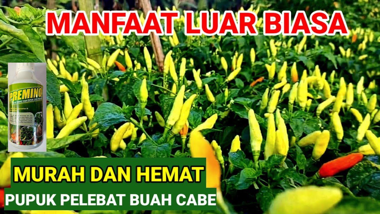 HEMAT DAN MURAH MERIAH..! MANFAAT LUAR BIASA ,PUPUK TANAMAN BERBUAH LEBAT