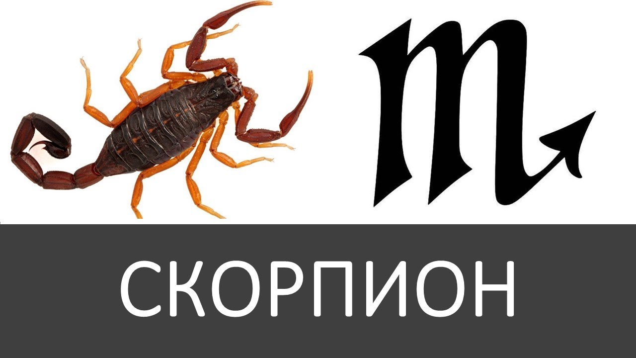 Солнце в Скорпионе. Скорпион. Солнце в знаках Зодиака.
