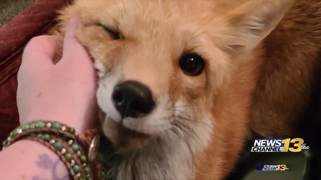 Colorado Springs woman devastated after CPW euthanizes her pet fox