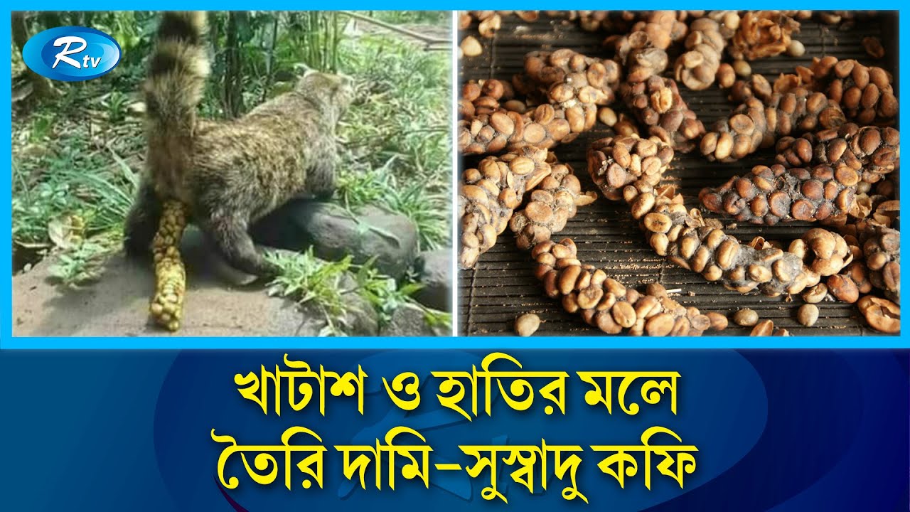 খাটাশ বিড়াল ও হাতির মল থেকে যেভাবে তৈরি হয় বিশ্বের দামি কফি | Kopi Luwak | Coffee | Rtv News