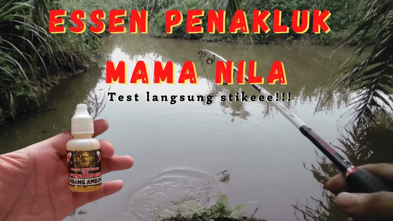 Essen Nila Liar Paling Jitu || Media Lumut || Wajib dicoba!!!