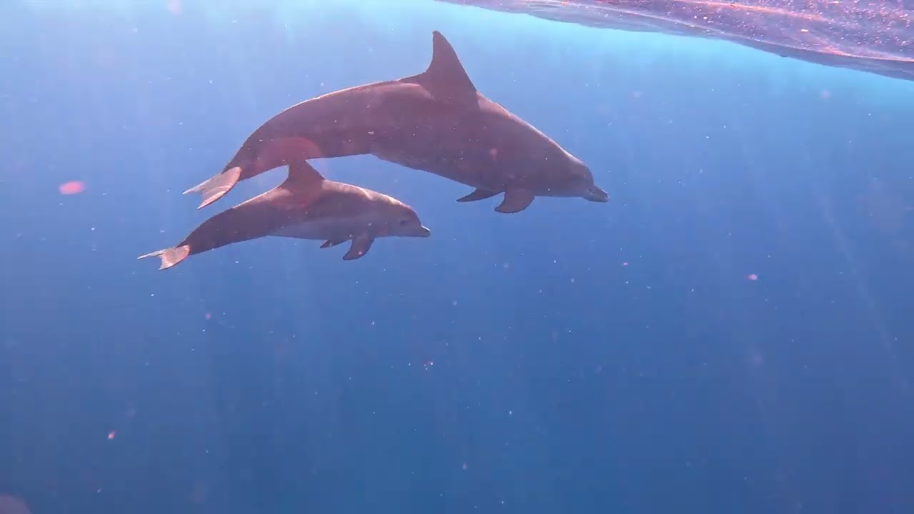 Swimming with dolphins in Mauritius. 🇲🇺  bucket list ✅️