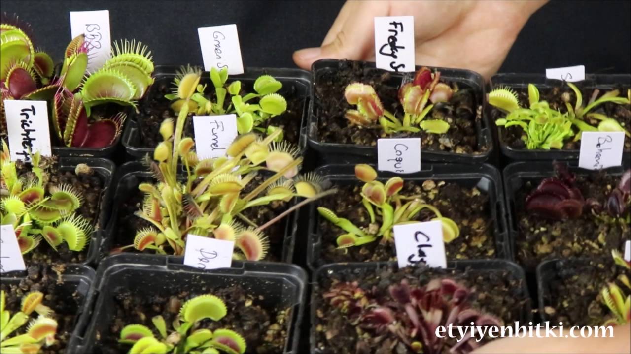 Sinek Kapan Venus Fly Trap Özel Türler Tanıtımı