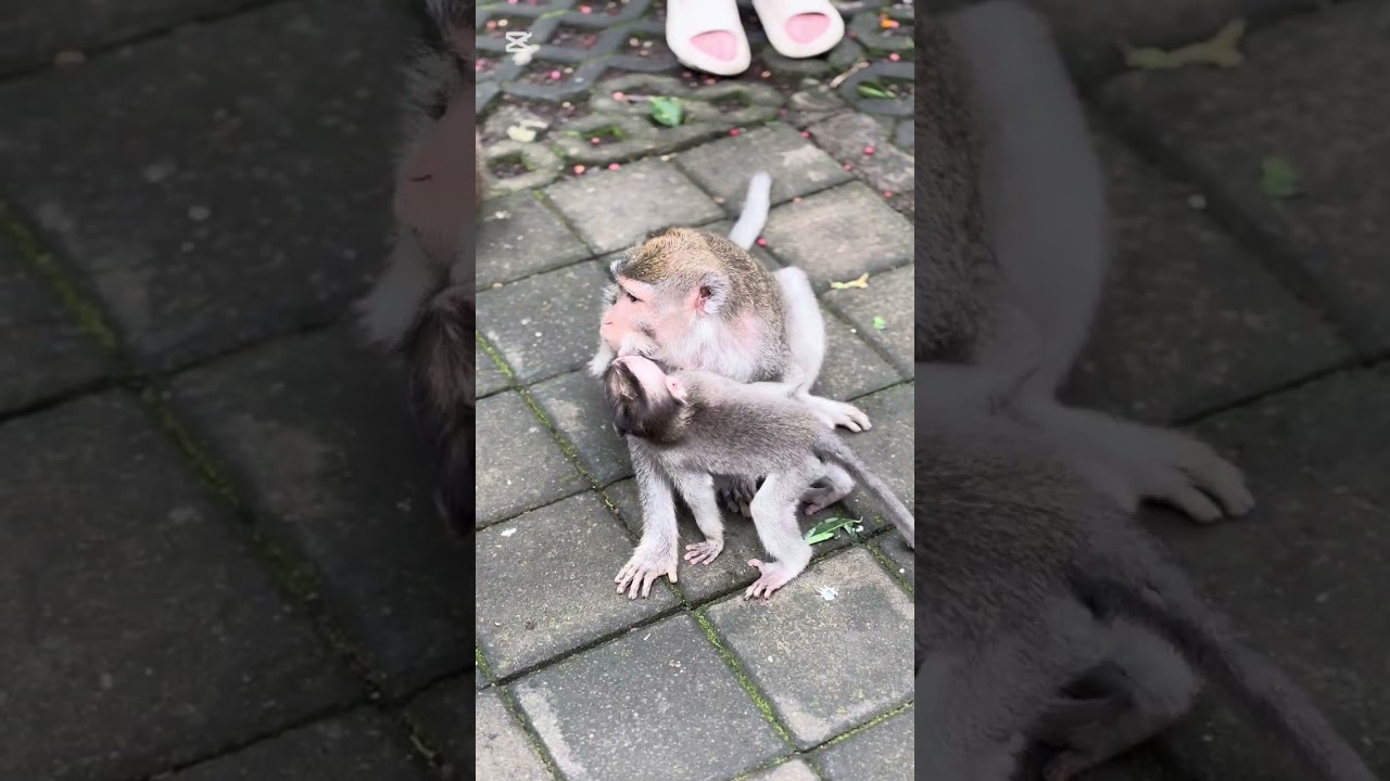 i don’t like monkey