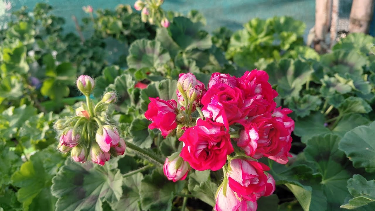 Geranium's vlog