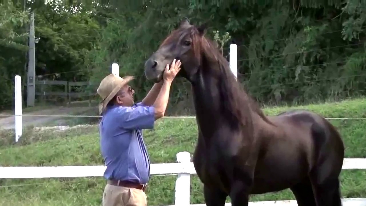 Haras HB Ilhota - Mangalarga Marchador
