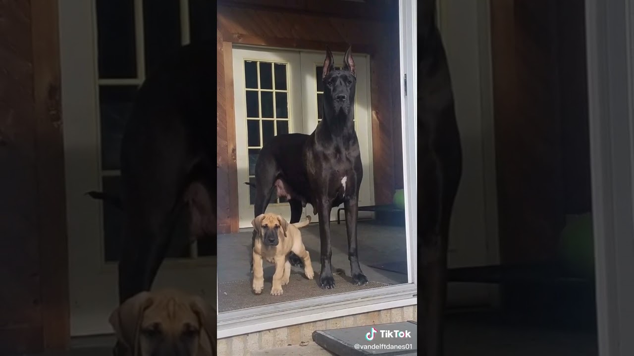 Great Dane Childhood VS. Now