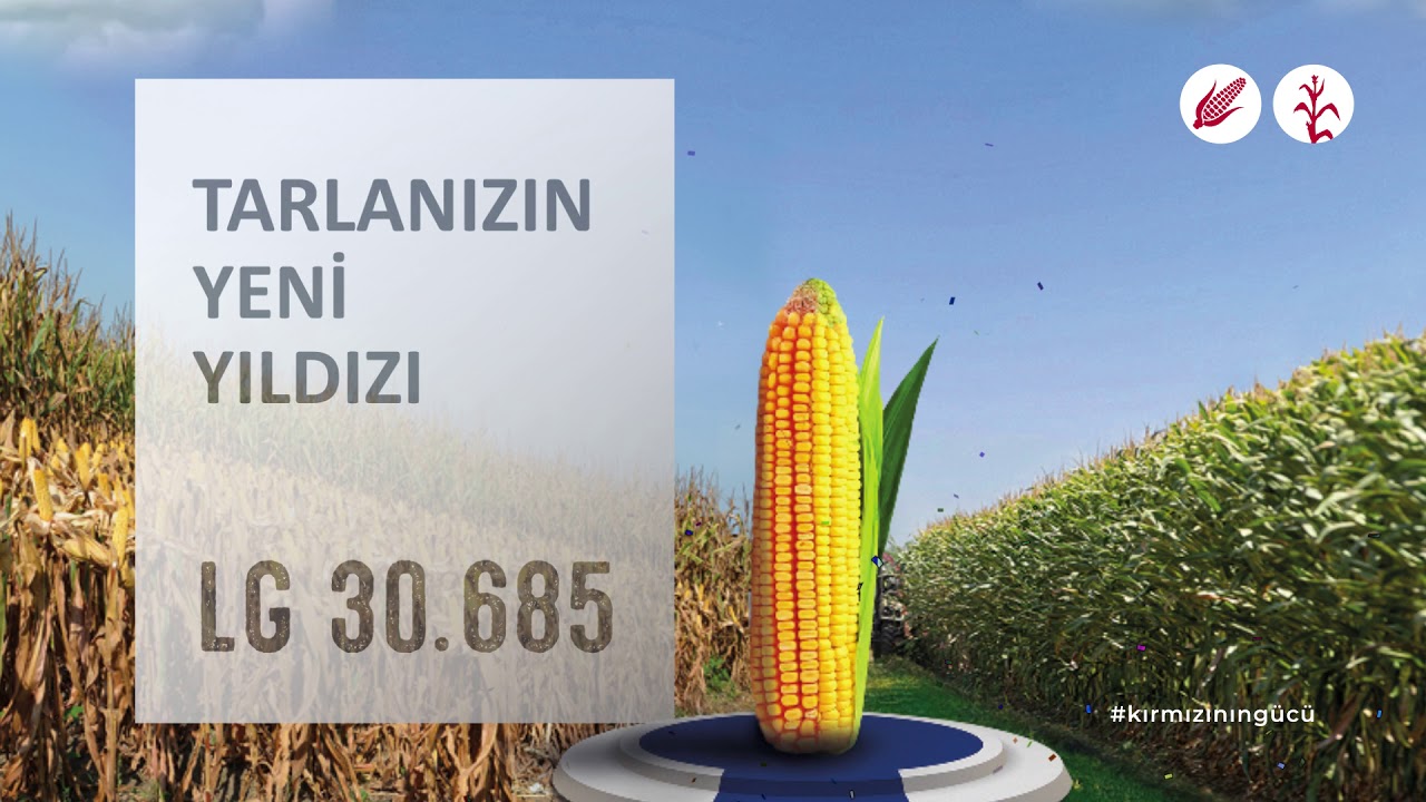 LG 30.685 Mısır Tohumu