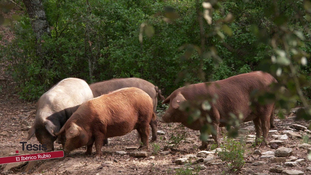 CERDO IBÉRICO RUBIO DORADO