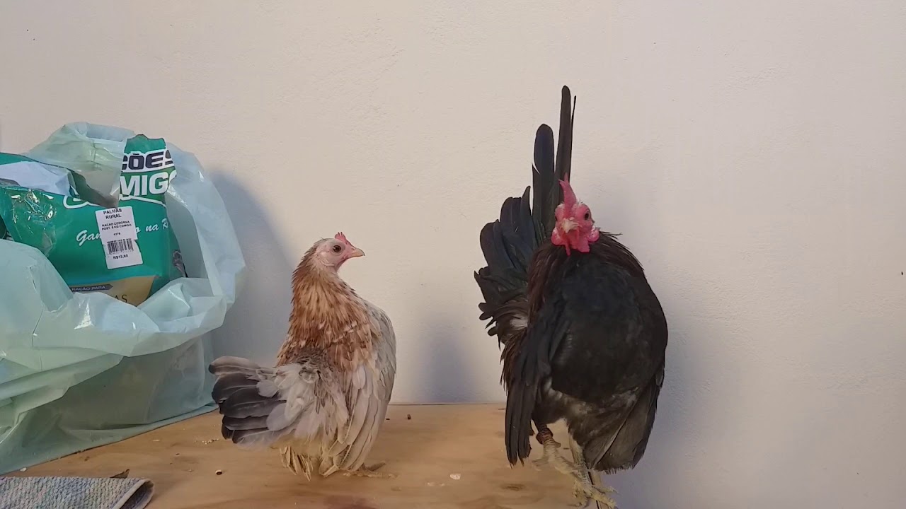 Serama Bantam