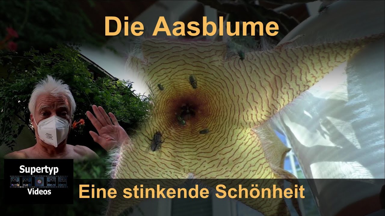 Die Aasblume (Stapelia gigantea) - Eine stinkende Schönheit