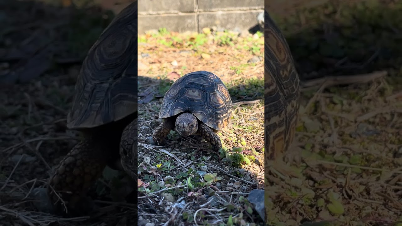 ヒョウモンガメの日常✨ケニア産ヒョウモンガメのブラッキー✨