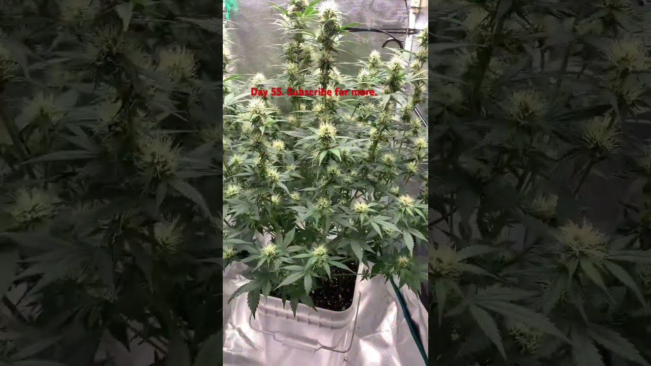 Grow Peaceful. Day 55