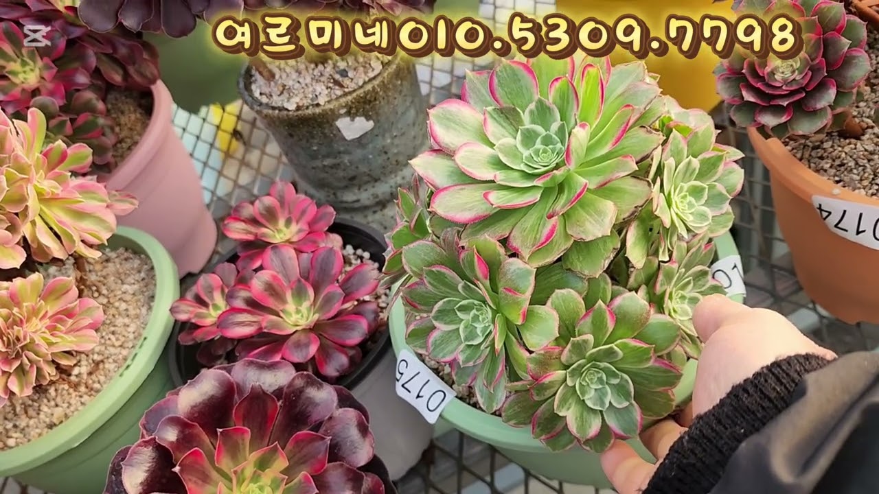 2026년 1월 25일