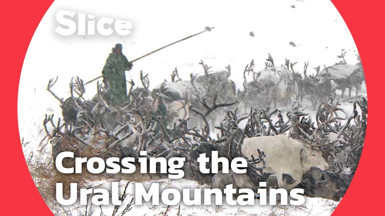Crossing the Urals: The Final Passage of Komi Reindeer Winter Migration | SLICE