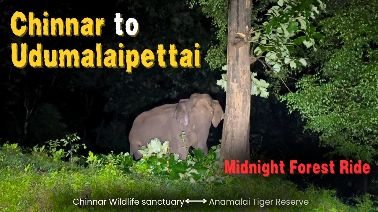 Chinnar Wildlife To Udumalaipettai Midnight Journey