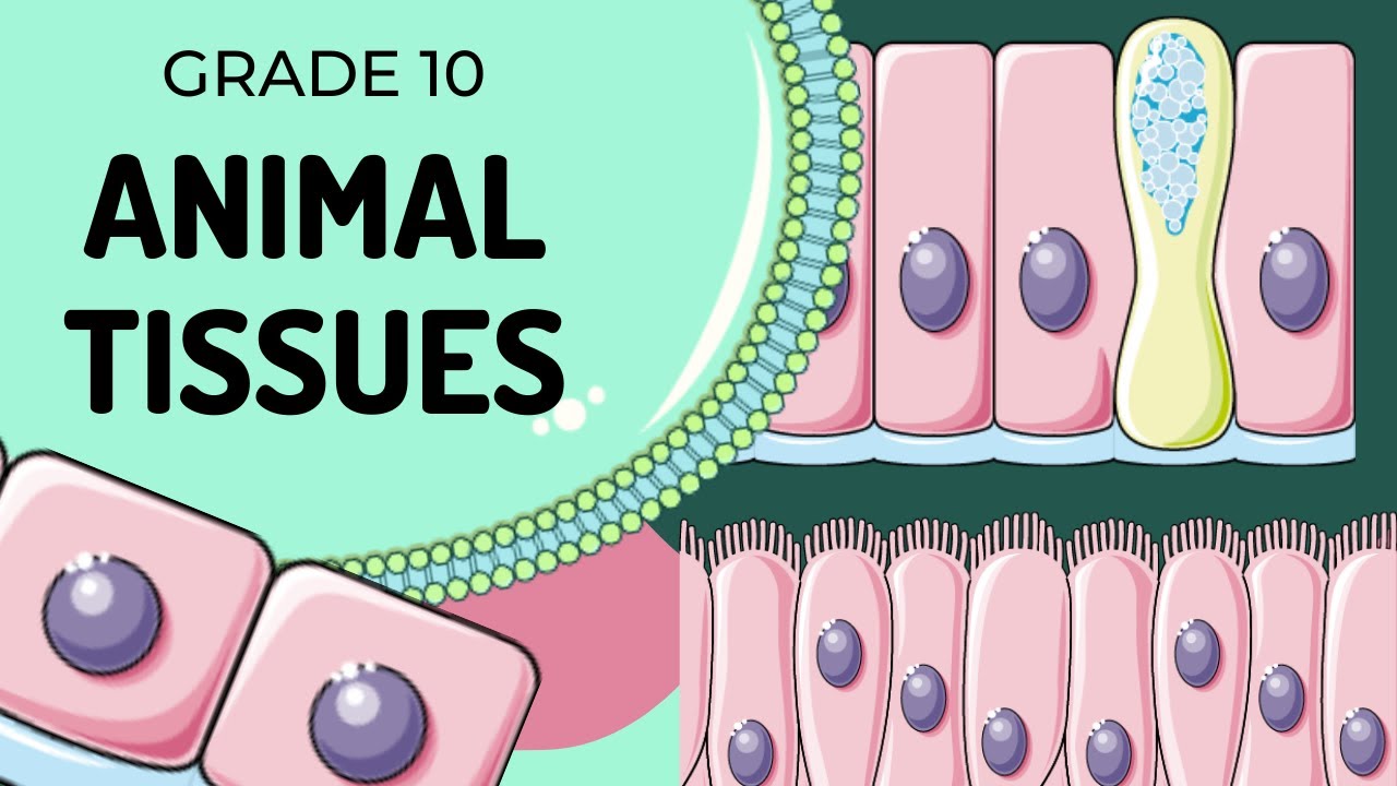Animal Tissues