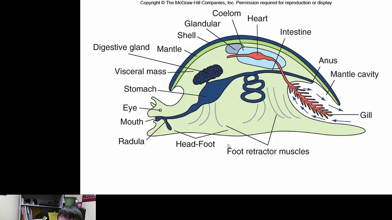 Mollusca- Gastropoda