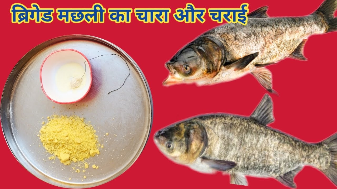 Amazing ब्रिगेड मछली का चारा और चराई fish bait Brigade Fish bait @IND Fish Hunter