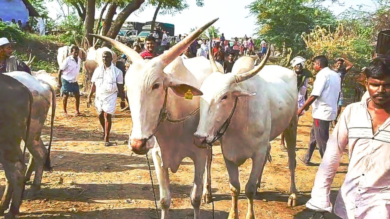சேலம் மாவட்டம் முத்துநாயக்கன்பட்டி மாட்டுசந்தை/ cow market salem Tamilnadu.