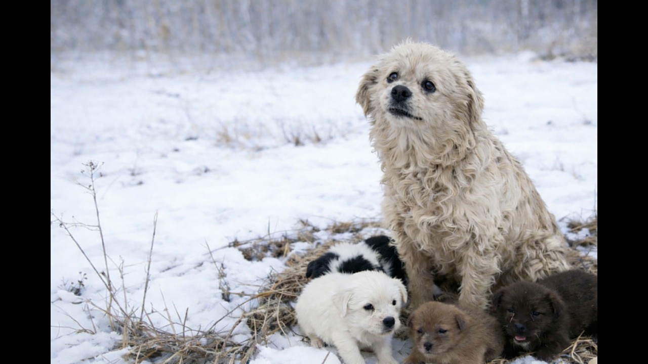 被遺棄在寒風中的六隻小狗，我每天來回奔波只為了一件事