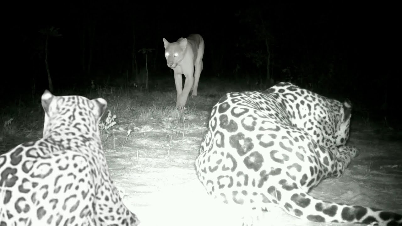 Registros incríveis da Fauna em Goiás. Onça pintada, Onça parda, Jaguatirica, Tatu canastra e mais.