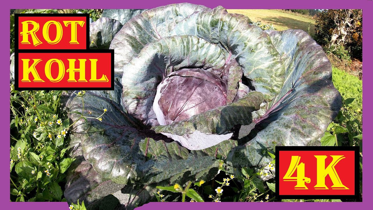 Rotkohl im Garten anbauen 🌱 Von der Aussaat bis zur Ernte - Rotkohl pflanzen, pflegen, ernten - 4K