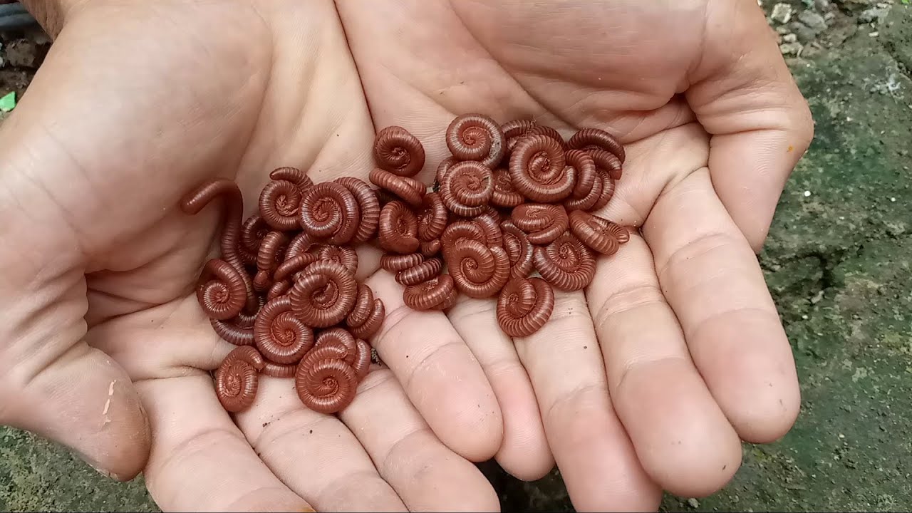 HUNT AND FIND, MILLIPEDES, SNAIL: Berburu mencari kaki seribu, luwing, siput bekicot, kepiting