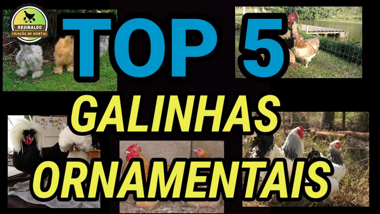 TOP 5 GALINHAS ORNAMENTAIS, GALINHAS MAIS BONITAS DO MUNDO