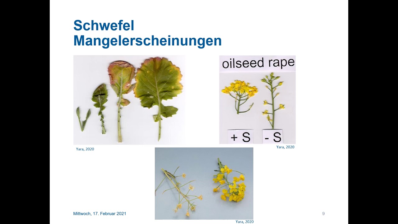 Magnesium & Schwefel