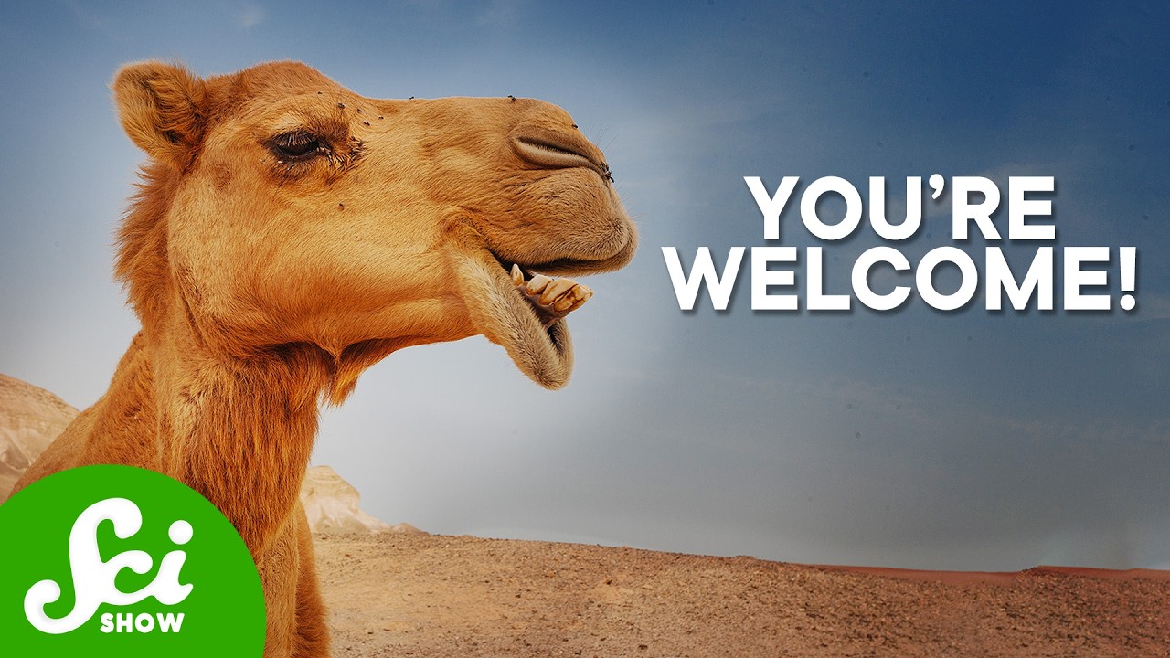 Why We Need Camels To Treat Cancer