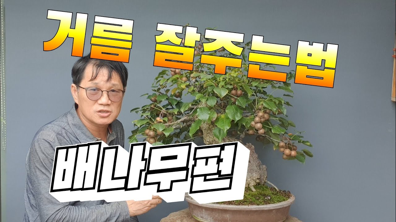 분재수종 설명ᆞ배나무편/거름에 종류/열매 잘 열리게 하는방법